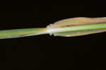 Carolina canarygrass